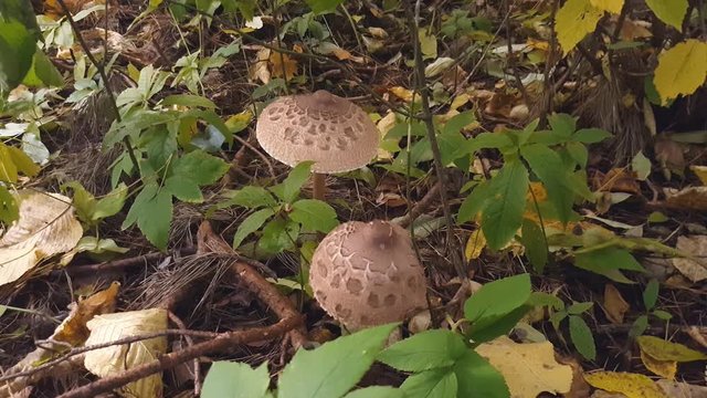 Gray toadstools in the forest. Mushrooms growing in natural conditions.