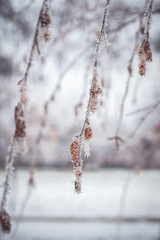 frozen birchs buds, white frost macro