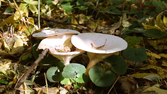 A group of beautiful mushrooms