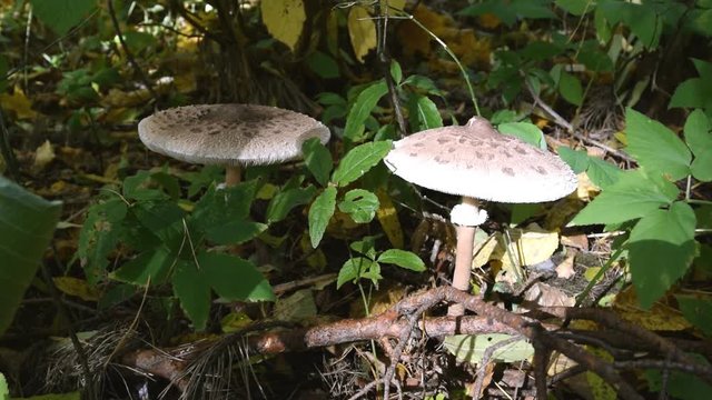 Gray toadstools in the forest. Mushrooms growing in natural conditions. Autumn in forest.