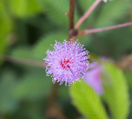 close up pink color flower , sensitive or sleepy plant