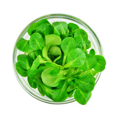Corn salad leaf vegetable, lamb's lettuce isolated on white - Valerianella locusta