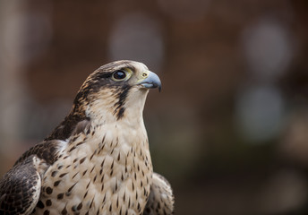 Peregrine Falcon