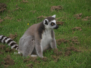 Ringtail lemur