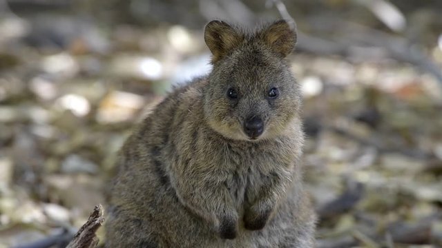 Quokka auf Rottnest Island, Insel in Westen Australien, Zwergkänguru, Beuteltier, Kurzschwanzkänguru, gefährdete Tierart, 