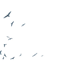 gray silhouette flying birds seagull on isolated white background, vector
