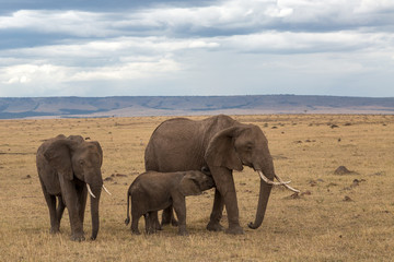 Fototapeta na wymiar Elephant family group walking in golden grass with blue cloudy sky in the background. Taken in the Masai Mara, Kenya.