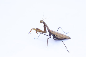 European mantis in front of white background