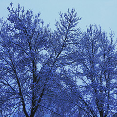 Snow on Trees