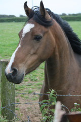 Obraz premium Brown horse in a field