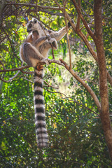 Ring tailed lemur
