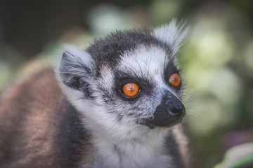 Ring tailed lemur