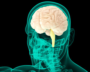 Cervello ricostruzione 3d