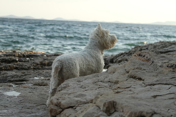 West Highland White Terrier from back - Seaside