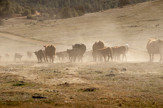 Cattle Roundup, California