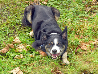 Portrait of beautiful black and white border collie cross working dog.