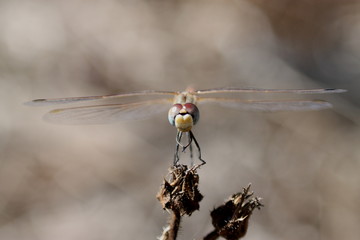 libélula
