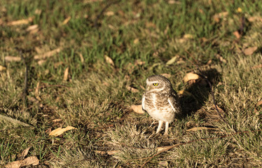 Owl on the grass