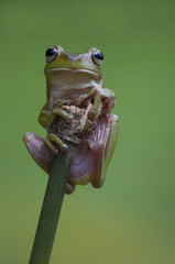 macro closeup of green forest tree frog hanging on a twig
