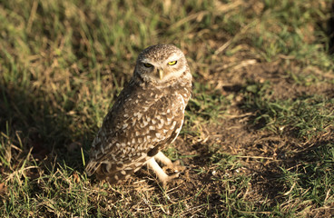 Owl on the grass