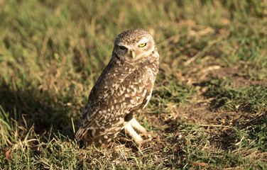 Owl on the grass