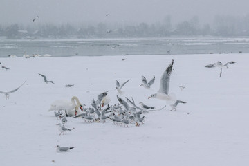 Fototapeta premium Frozen Danube river with swans and seagulls eating