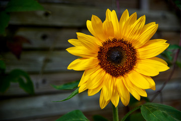 blossom of shiny sunflower
