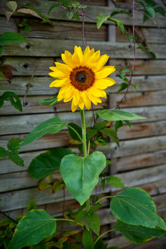 blossom of shiny sunflower