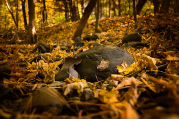 Leaves and Rocks