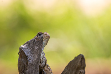 Southern Tree Agama in the tree.