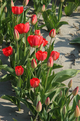 Red tulips in a field