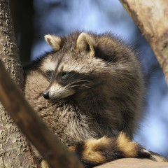 Adult raccoon