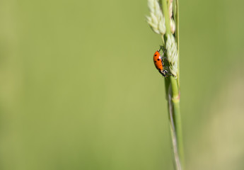 Profile of a ladybug (Hippodamia convergens) on a stalk of grass