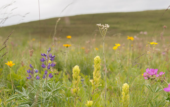 Prairie wildflowers with horizon in the distance