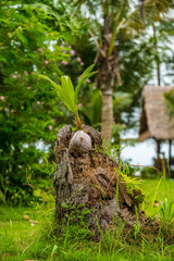 Kokosnuss in Baumstumpf