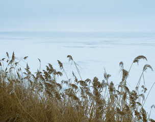 life in the icy sea