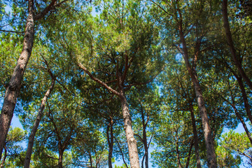 Pine trees park on Seashore of city Alba Adriatica in Italy, nature background.