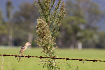 Bar-breasted Honeyeater on barbed wire fence