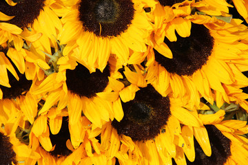 Big group of sunflowers