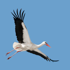 Flying white stork