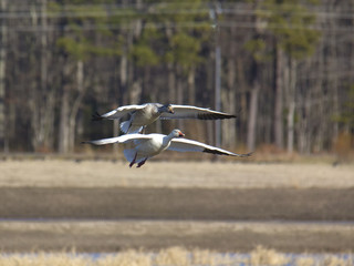 Two geese gliding to landing