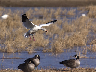 Snow goose landing
