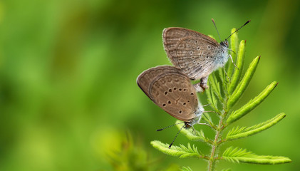 Butterfly seating on wild flower in green nature background, abstract paint brush effect