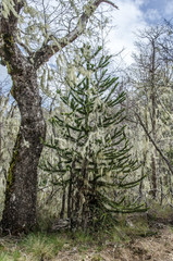 Old man's beard hanging on a pine.