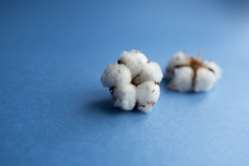 Blue background with branch of cotton plant