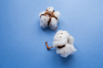 Blue background with branch of cotton plant