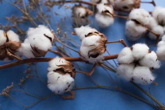 Blue background with branch of cotton plant