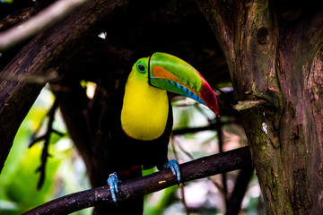 Tucán de pico verde - Ramphastos sulfuratus