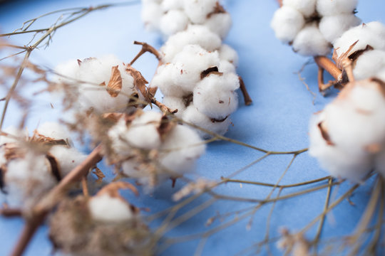 Blue background with branch of cotton plant