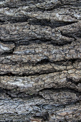 Bark
